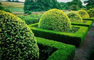 Самшит колхидский (buxus colchica) — обзор материалов по уходу за растением и обработке древесины | зеленый путь
