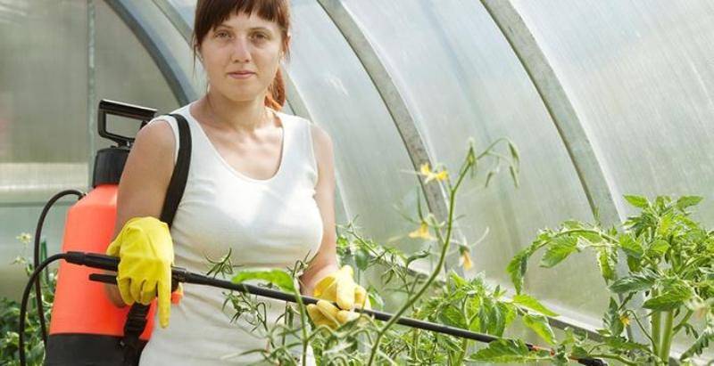 Медный купорос: применение в садоводстве и на огороде от болезней, правила обработки растений