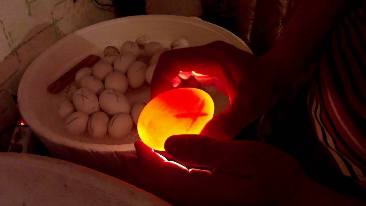 Овоскопирование куриных яиц • по дням во время инкубации