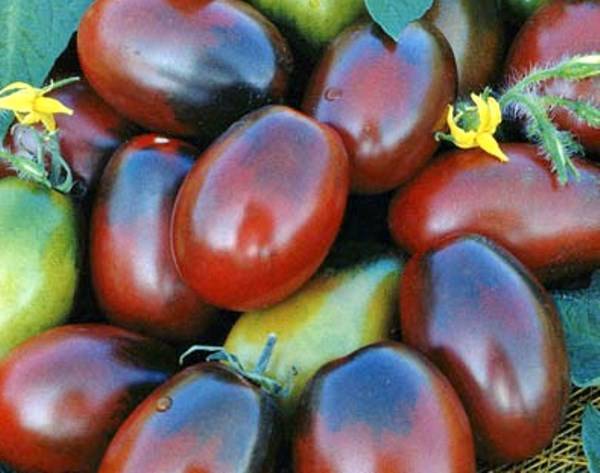 Томат "черный мавр": характеристика и описание сорта, фото помидор и урожайность, отзывы