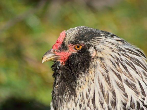 Амераукана‌ ‌–‌ ‌порода‌ ‌кур,‌ ‌способная‌ ‌ удивить‌