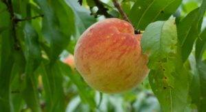 Персик редхейвен: фото и описание, особенности выращивания, отзывы
