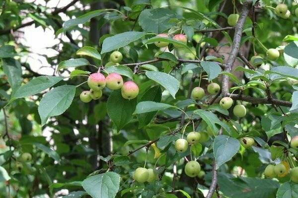 Как вырастить яблоню из семечка. подготовка, посадка и уход с фото