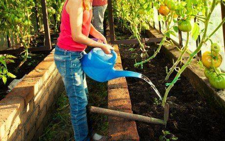 Как часто и когда можно поливать рассаду помидор (томатов) после высадки в открытый грунт