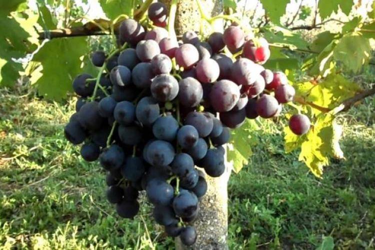 Сорт винограда рошфор: что нужно знать о нем, описание сорта, отзывы