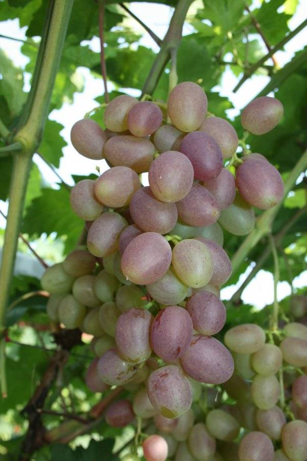Описание сорта и особенности выращивания винограда «рута»