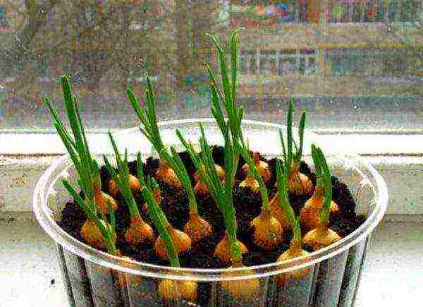 Зеленый лук - 4 способа выращивания на подоконнике