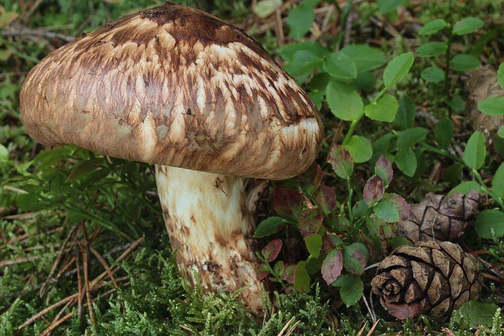 Лесной плод мацутакэ (tricholoma caligatum): описание гриба, похожие виды, лечебные качества, рецепты приготовления блюд