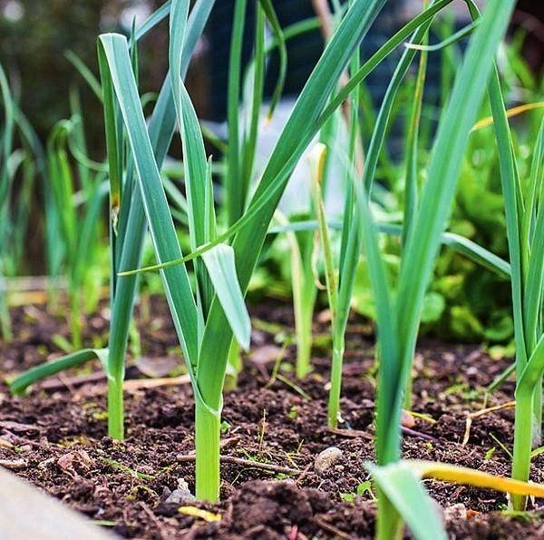 Как правильно выращивать лук-порей и можно ли сделать это за один сезон