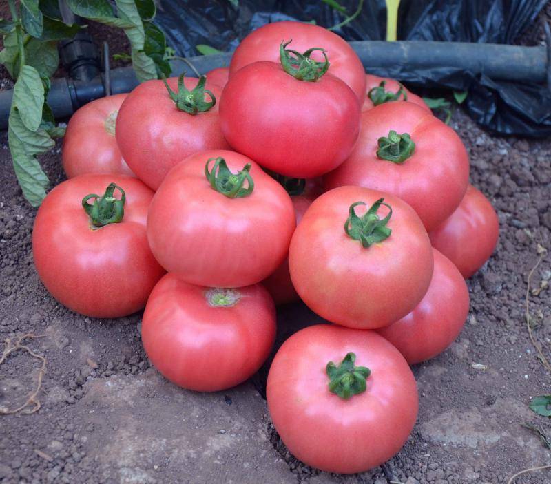 Характеристика томатов сорта Тарпан