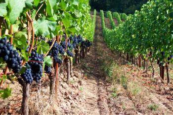 Виноград загадка шарова: описание сорта, фото, отзывы
