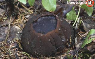 Целебный гриб саркосома шаровидная (sarcosoma globosum) - михаил соколов