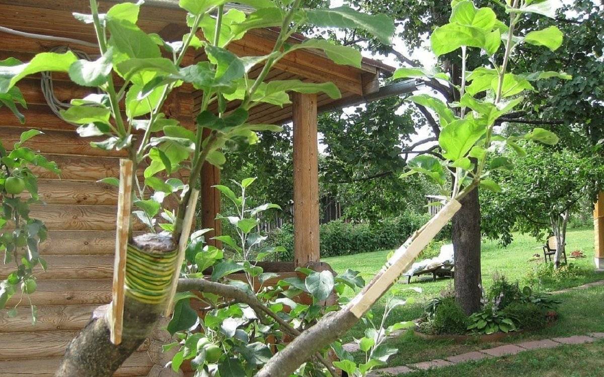 Прививка яблони весной для начинающих садоводов: секреты и пошаговые инструкции со схемами и фото