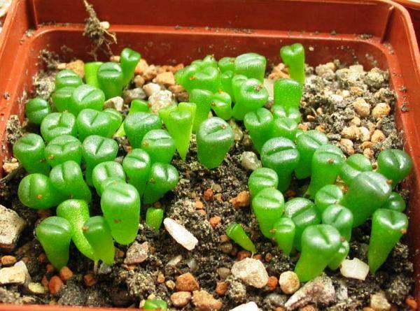 Выращивание литопсов из семян в домашних условиях