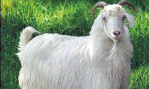 У козы не отходит послед: что делать - сельская жизнь