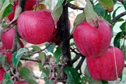 Сорт яблони брянское: фото, отзывы, описание, характеристики