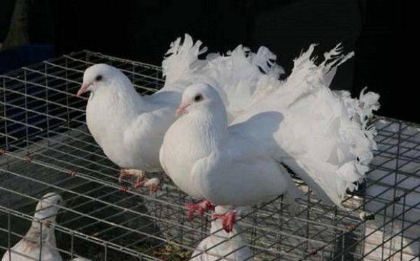 Как размножаются голуби?