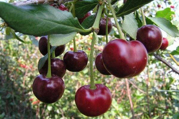 Мои сибирские вишни — самые зимостойкие виды и сорта. личный опыт, особенности выращивания. фото — ботаничка.ru