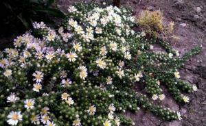 Цветок астра вересковая: посадка, уход, методы размножения