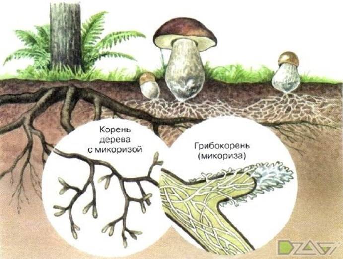 Как собирать грибы правильно: особенности подбора снаряжения, правила поведения в лесу, советы грибников