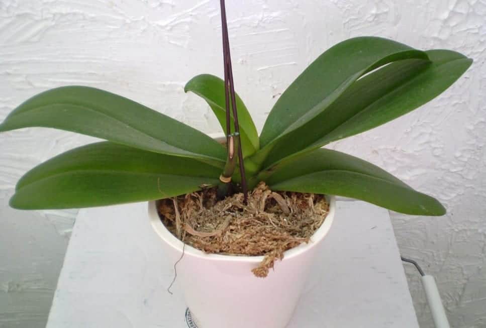Цветение орхидеи, как заставить и почему не цветет дома: полив, стимуляция растения