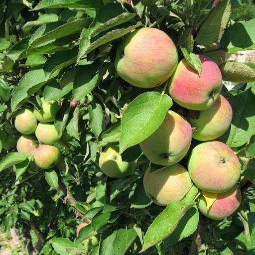 Самые сладкие сорта яблонь: выбираем лучшие вкусные плоды