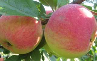 Сорт яблони богатырь, описание, характеристика и отзывы, а также особенности выращивания данного сорта