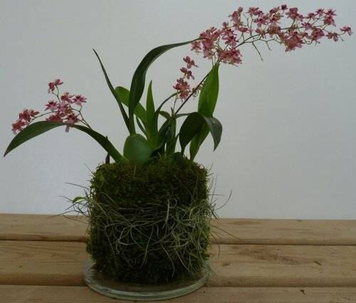 Орхидея онцидиум: описание, виды и уход