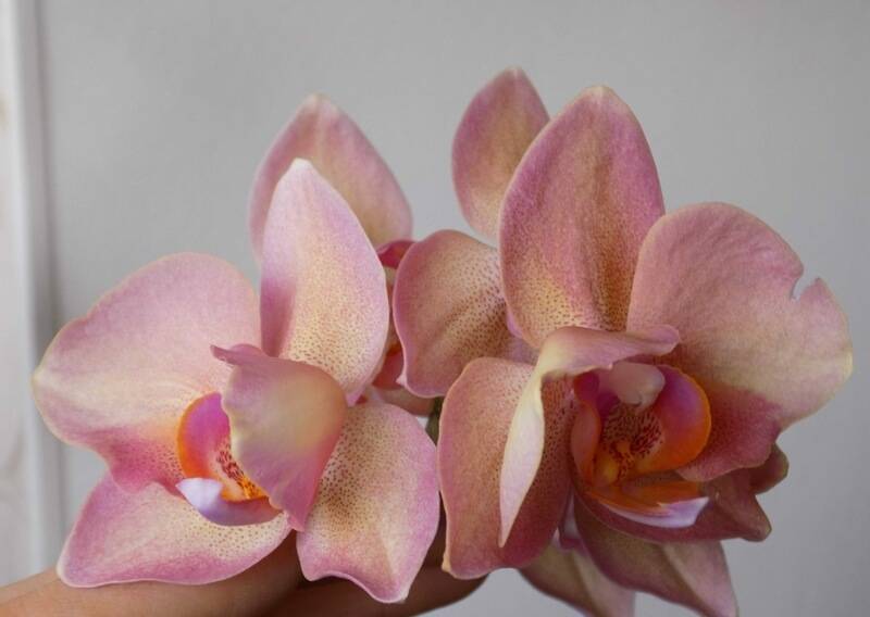 Фаленопсис мультифлора: сорта орхидеи с фото и названием, включая мираж, а также уход в домашних условиях