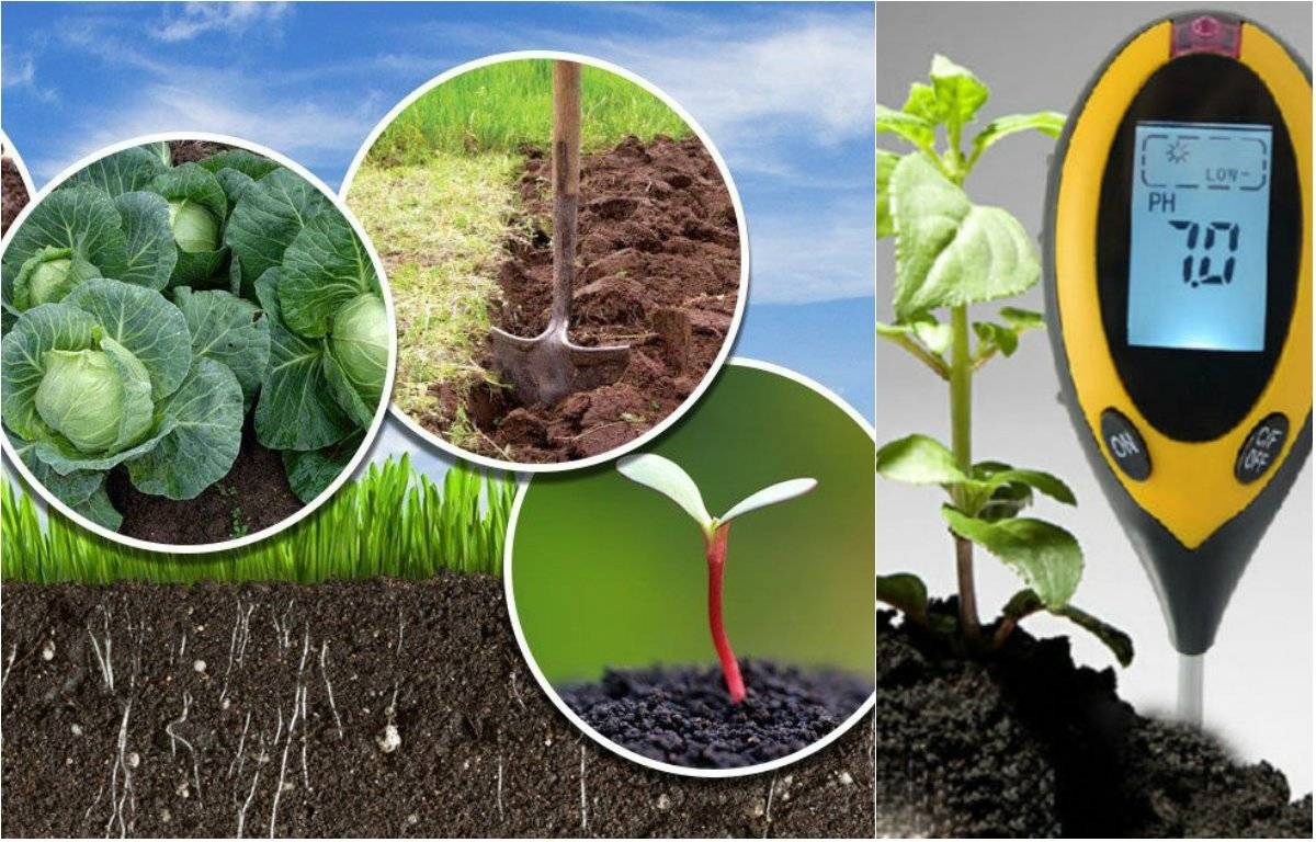 ᐉ как подкислить почву для комнатных растений - ogorod-u-doma.ru