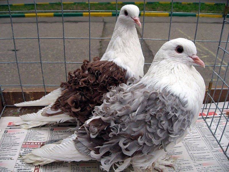 Какие бывают породы бойных голубей? - дача круглый год