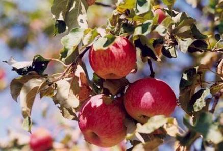 Внушительный размер плодов с пряным вкусом — яблони сорта бельфлёр-китайка