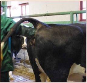 Как осуществляется искусственное осеменение коров