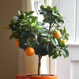 Растение апельсин: характеристика видов и сортов, выращивание в домашних условиях,  история происхождения апельсина