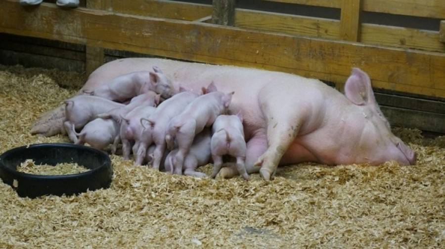 Откорм свиней: как эффективно откормить свиней в домашних условиях