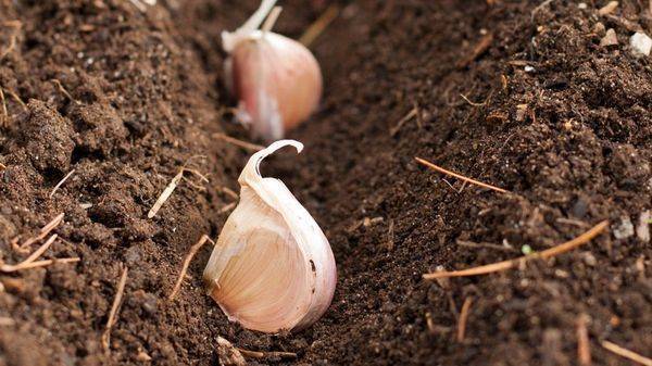 Когда и как посадить чеснок: осенью, под зиму, или весной