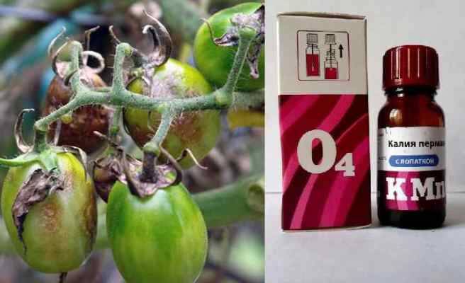 Марганцовка для помидоров: эффективность раствора и варианты применения (видео + 125 фото)