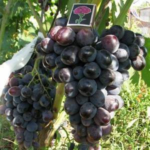 Виноград "фуршетный": описание сорта, выращивание и уход, отзывы и фото урожая
