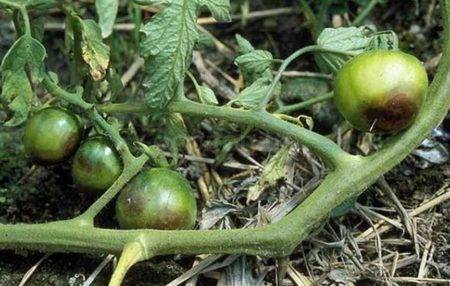 Вредители томатов: описание и фото самых распространенных насекомых