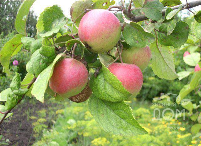 Яблоня краса свердловска — описание сорта, фото, отзывы