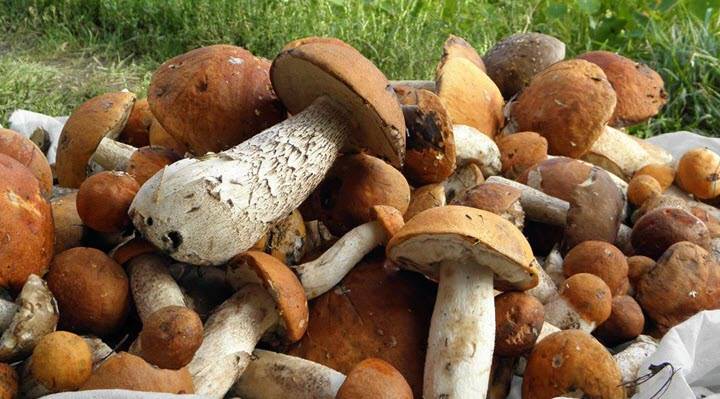 Как чистить белые грибы: советы и рекомендации, нюансы обработки