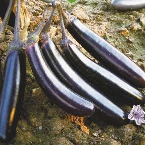 Лучшие сорта баклажанов с фото для выращивания в регионах - ранние, вкусные, урожайные