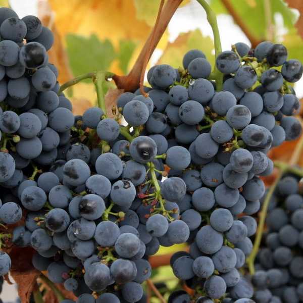 Сорта винограда для средней полосы россии с фото и описанием - журнал "совхозик"