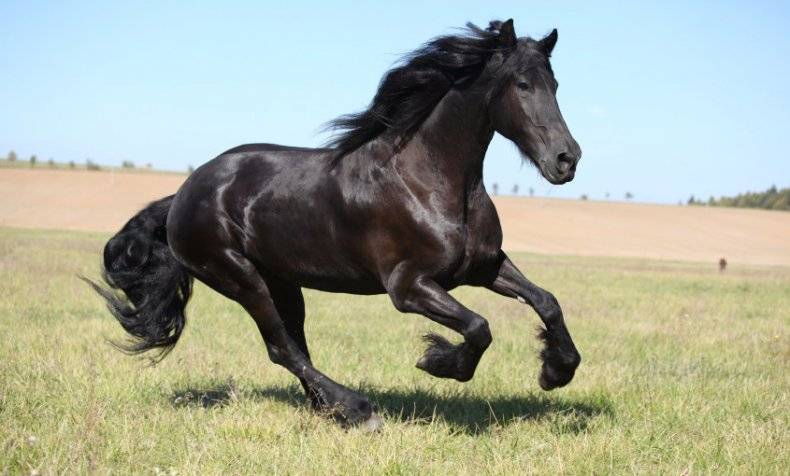 Фризская порода лошади: история, фото, описание, характеристика, особенности, происхождение и видео