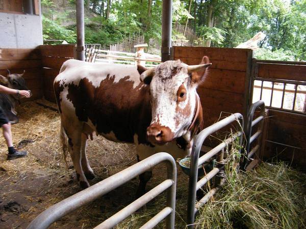Характеристики монбельярдской породы коров с фотографиям