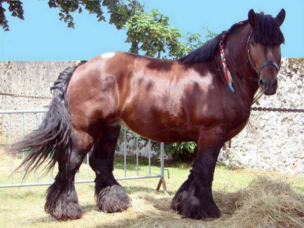 Лошади першероны (27 фото): все сведения о самых высоких лошадях в мире, рост французских першеронских коней, уход за жеребятами