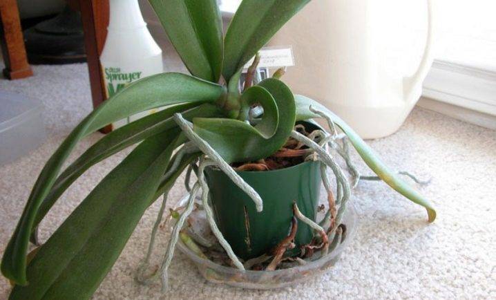 Почему орхидея не цветет, а растут только листья и корни: ошибки ухода и методы стимулирования﻿
