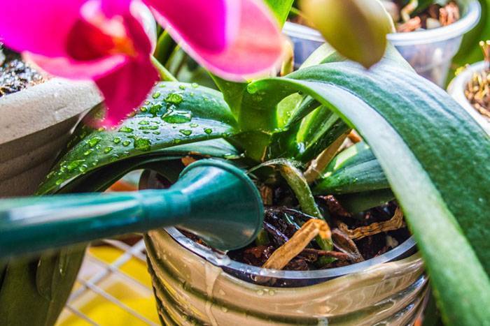 Как поливать орхидею в горшке в домашних условиях правильно: фото, описание процесса и советы начинающим, а также нюансы для емкостей с дырками и без selo.guru — интернет портал о сельском хозяйстве