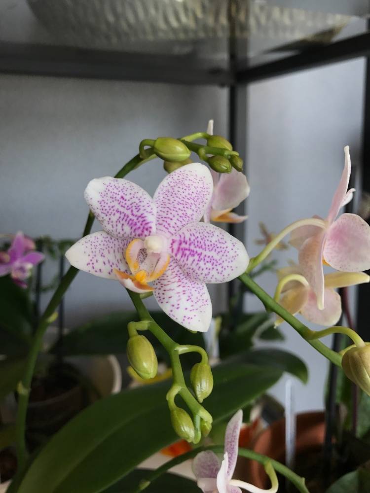 Все об орхидеях фаленопсис в домашних условиях: описание, фото и картинки цветов, цена и как их правильно выбрать, а также отзывы и новое видео 2016 и 2017 годов