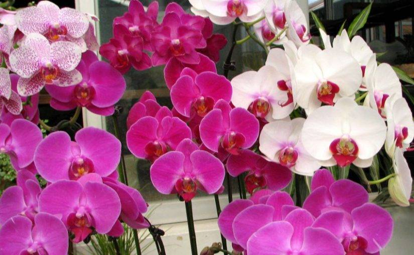 Распространенные виды орхидеи